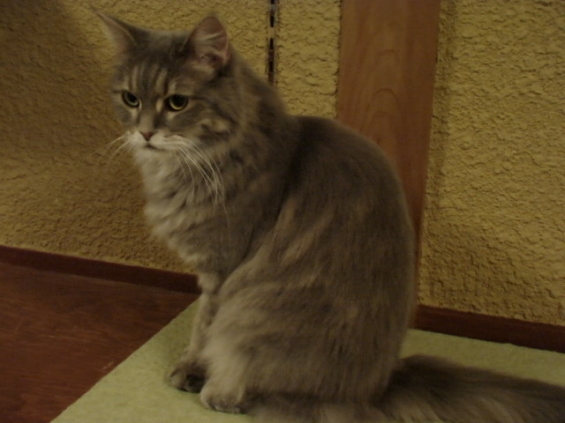 猫画像｜ひとりたたずむ姿も美しいグレコさん
