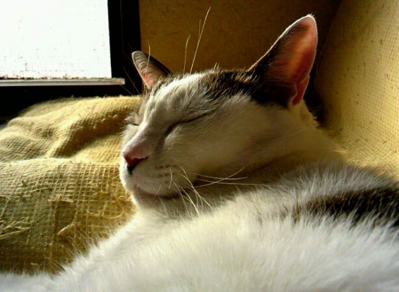 猫画像｜2011年最後のひなたぼっこ