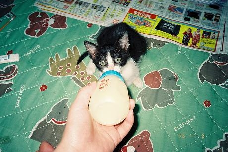 猫画像｜ミルク飲みニャンコ