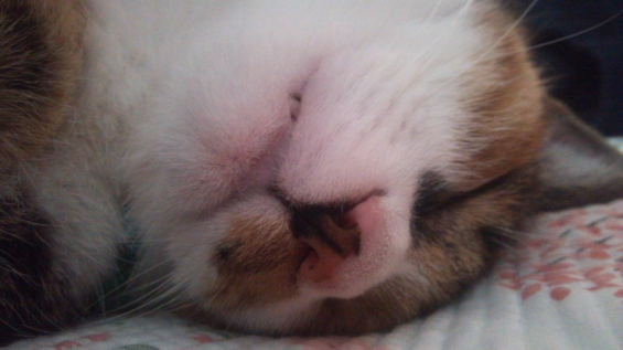 猫画像｜爆睡！