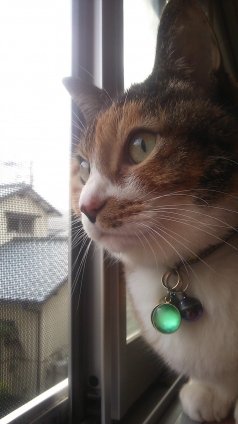 猫画像｜朝のお約束！窓辺で
