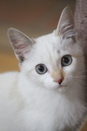 猫画像｜まっすぐな瞳