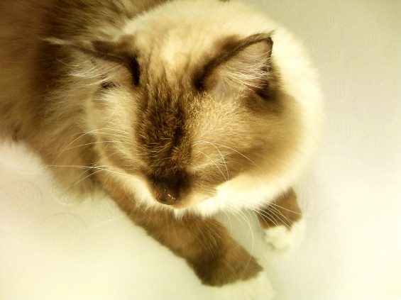 猫画像｜あずきちゃんin風呂