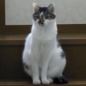 猫画像|銀太