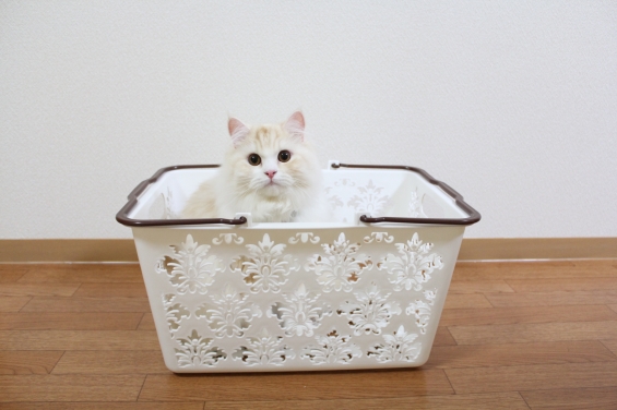 猫画像｜洗濯かごに入る猫