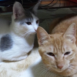 猫画像｜トム（左）とジェリー（右）