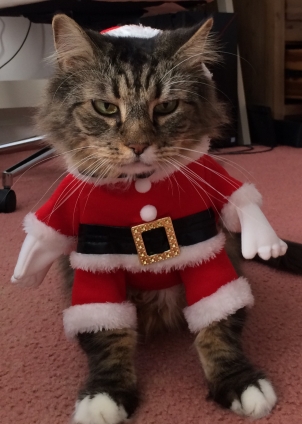 猫画像｜メリークリスマス！