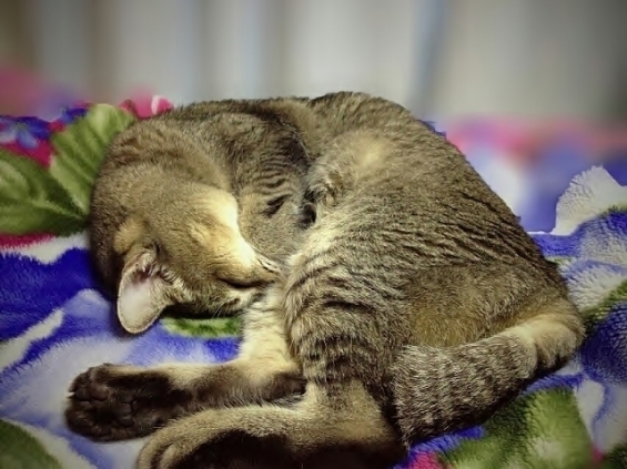 猫画像｜ちぃ～ちゃん♪爆睡です。