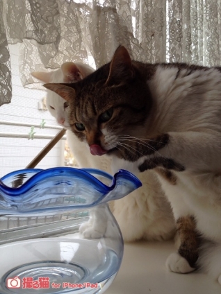 猫画像｜水分補給。