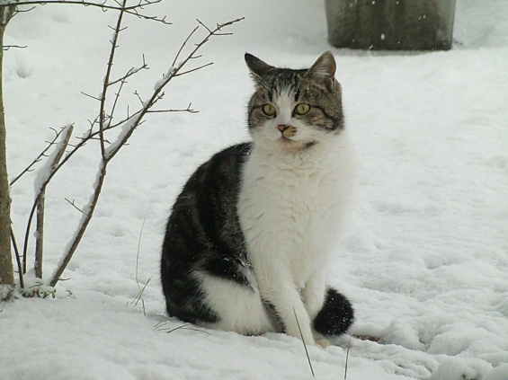 猫画像｜大雪にビックリ！