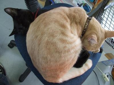 猫画像｜椅子で睡眠中Zzzz