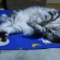 猫画像｜寝ながらのび～～～