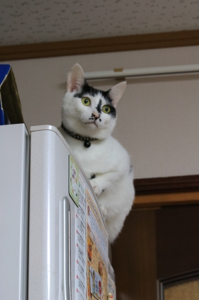 猫画像｜冷蔵庫のドアに座らないで～