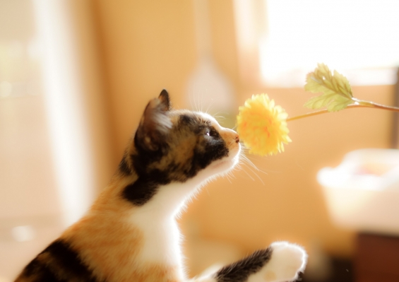 猫画像｜花とにゃんこ
