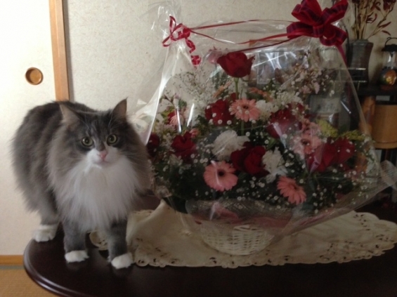 猫画像｜マーブル君と花
