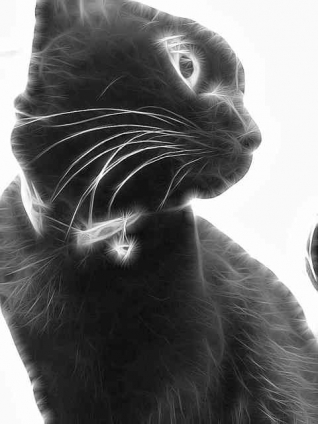 猫画像｜黒猫ベティ