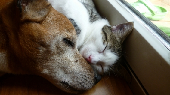 猫画像｜ロブ(犬）とSakuraの昼寝