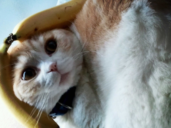 猫画像｜バナナで垂れ耳うさちゃん！？