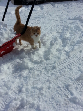 猫画像｜雪かきご苦労