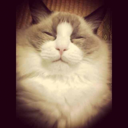 猫画像｜変な寝顔