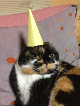 猫画像｜誕生日おめでとう