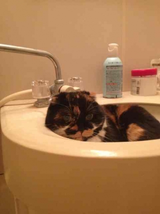 猫画像｜お風呂のぞき