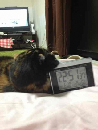 猫画像｜猫時計　２２時５１分をお知らせするニャ