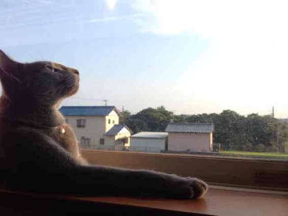 猫画像｜夕日