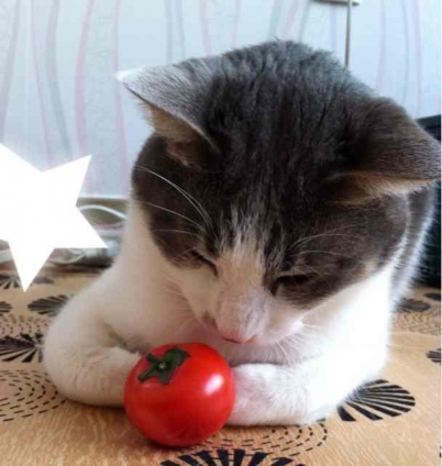 猫画像｜トマト ガン見