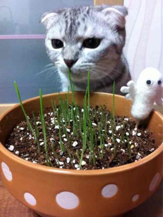 猫画像｜草