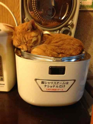猫画像｜炊飯器ネコ
