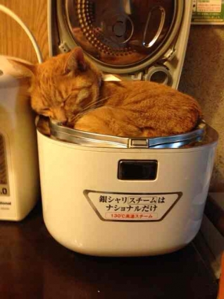 猫画像｜ネコ炊飯器⁇