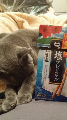 猫画像｜ｺﾞﾒﾝ寝にゃぁんฅ( ´&gt;ω&lt;`*)ฅ