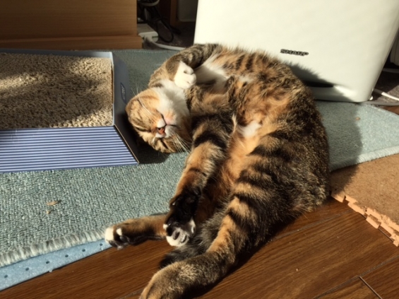 猫画像｜日光浴寝