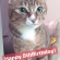 猫画像｜８歳のお誕生日でーす！メルでーす！