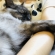 猫画像｜サラちゃんの抱っこ寝