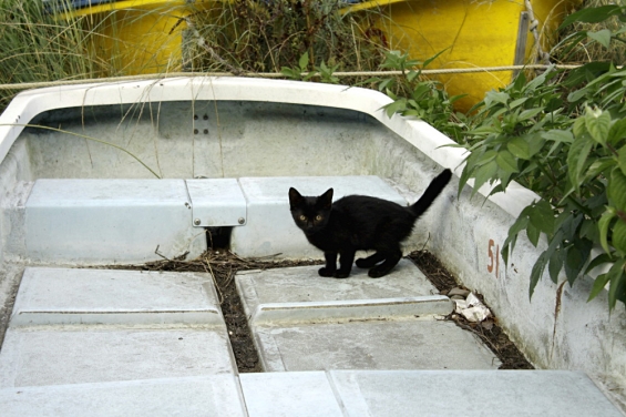 猫画像｜ボートに黒猫。
