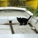 ボートに黒猫。
