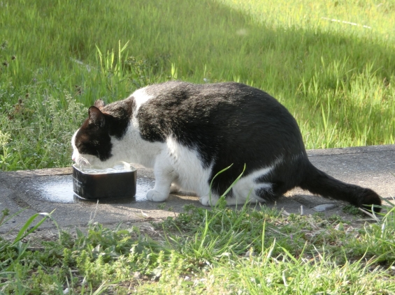 猫画像｜おいしい水