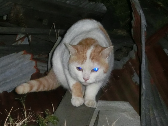 猫画像｜ガレキ王子
