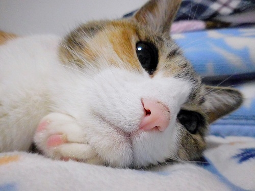 猫画像｜眠いニャ～。