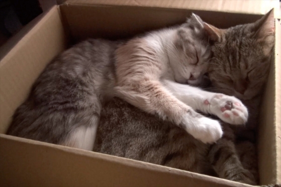 猫画像｜幸せそうに眠る母猫と子猫