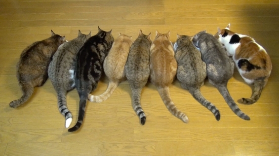 猫画像｜９匹の猫ガツガツと食事をする！