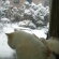 猫画像｜雪景色ニャね。
