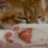 猫画像｜メルのピンクの肉球見てニャ♡メルでーす！
