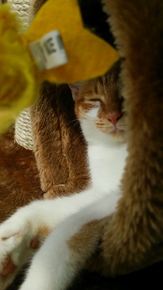 猫画像｜そしてお昼寝ニャ♡メルでーす！