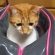 猫画像｜バッグの中からこんばんはー♡メルでーす！