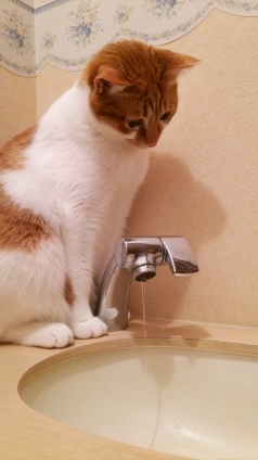 猫画像｜お水ですか！？メルでーす！