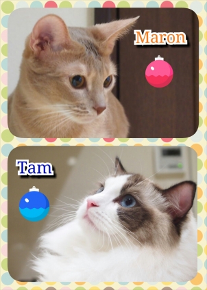 猫画像｜マロン&amp;タム！