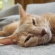 猫画像｜眠たいマロン！